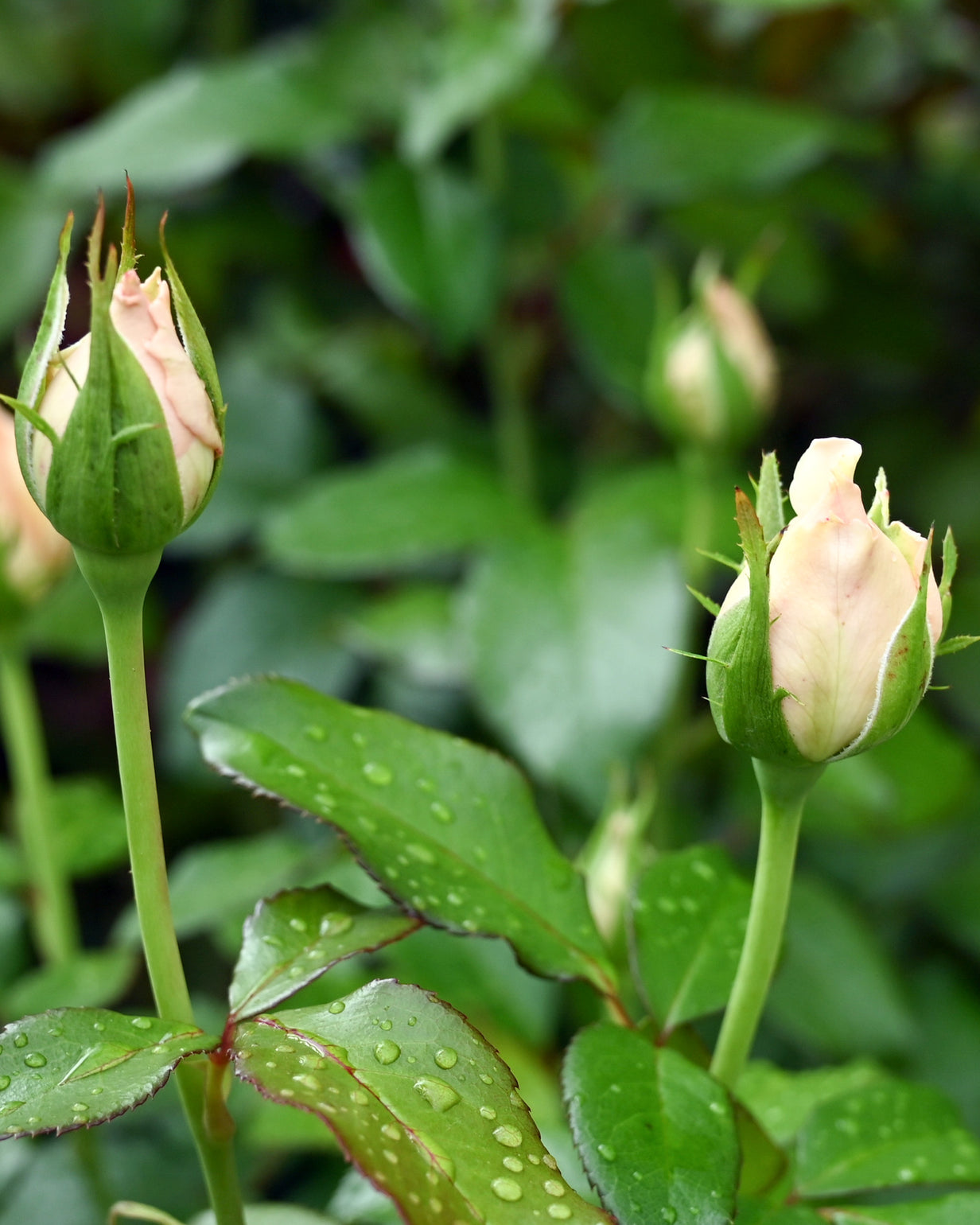 products/Rosa-13.jpg
